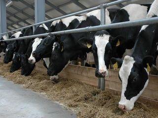 Молочное животноводство